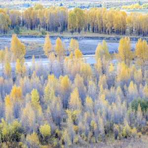 USA, Wyoming, Buffalo Fork River and Cottonwoods in fall color