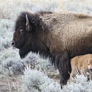 USA, Wyoming, Cow Nursing Bison Calf, Yellowstone National Park