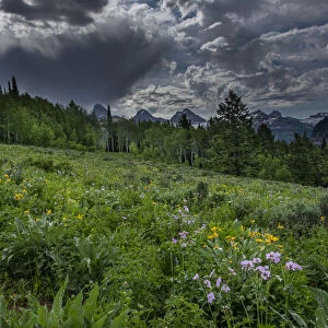 USA, Wyoming. Dramatic clouds and wildflowers in meadow west side of Teton Mountains