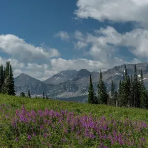 USA, Wyoming. Fireweed in meadow, Jedediah Smith Wilderness USA, Wyoming. Fireweed in meadow, Jedediah Smith Wilderness