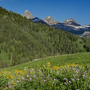 USA, Wyoming. Geranium and arrowleaf balsamroot wildflowers in meadow west side of Teton