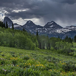 USA, Wyoming. Geranium and arrowleaf balsamroot wildflowers in meadow