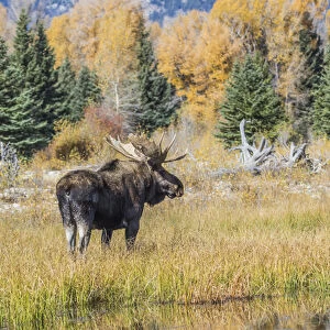 USA, Wyoming, Grand Teton National Park, a Bull Moose stands near the Snake River