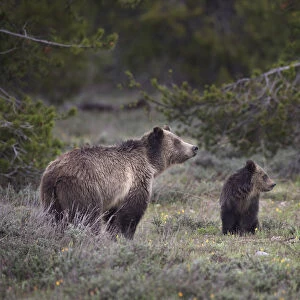 USA, Wyoming, Grand Teton National Park. Sow grizzly with cub