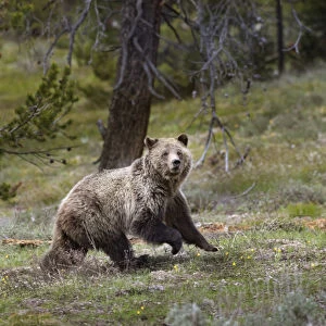 USA, Wyoming, Grand Teton National Park. Sow grizzly running across a meadow. Credit as
