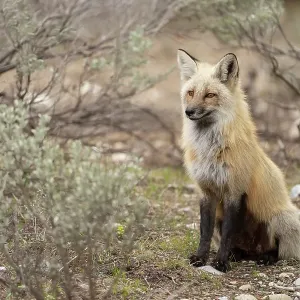 USA, Wyoming, Grand Teton National Park. Adult red fox close-up