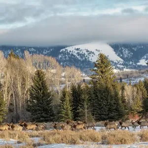 USA, Wyoming, Grand Teton National Park, Jackson. Panoramic view of elk traveling near the Gros Ventre River USA, Wyoming, Grand Teton National Park, Jackson. Panoramic view of elk traveling near the Gros Ventre River