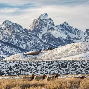 USA, Wyoming, Grand Teton National Park, Jackson. View of elk browsing through sagebrush with Grand Teton behind USA, Wyoming, Grand Teton National Park, Jackson. View of elk browsing through sagebrush with Grand Teton behind