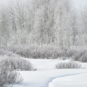 USA, Wyoming, Grand Teton National Park, Jackson. Fog, snow, and frosty aspen trees at Oxbow Bend USA, Wyoming, Grand Teton National Park, Jackson. Fog, snow, and frosty aspen trees at Oxbow Bend