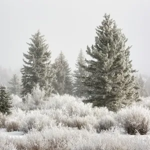 USA, Wyoming, Grand Teton National Park, Jackson, Sunlight breaks through the fog and reveals frosty trees on a winter day USA, Wyoming, Grand Teton National Park, Jackson, Sunlight breaks through the fog and reveals frosty trees on a winter day