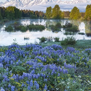 USA, Wyoming, Grand Teton National Park, Tetons, flowers foreground