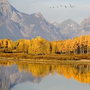 USA, Wyoming, Grand Tetons National Park. Birds fly over Oxbow Bend in the the Tetons