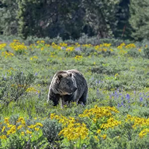 USA, Wyoming. Grizzly Bears dig up Biscuitroot in Grand Teton National Park near Jackson Hole, Wyoming