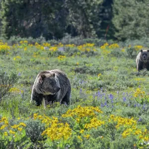 USA, Wyoming. Grizzly Bears dig up Biscuitroot in Grand Teton National Park near Jackson Hole, Wyoming