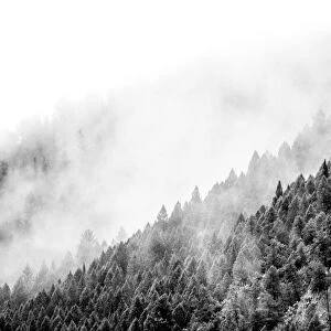 USA, Wyoming, Hoback, clouds intermingling with evergreens on rainy morning in black