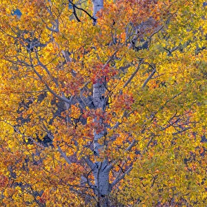 USA, Wyoming, Jackson, Grand Teton National Park and fall colors on Aspen Trees
