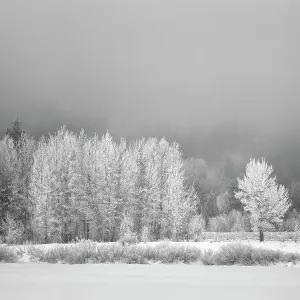 USA, Wyoming, Jackson. Grand Teton National Park, Frost-covered aspen trees create a lacy look at Oxbow Bend USA, Wyoming, Jackson. Grand Teton National Park, Frost-covered aspen trees create a lacy look at Oxbow Bend