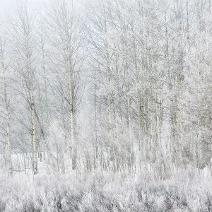 USA, Wyoming, Jackson. Grand Teton National Park, Lacy ice covers aspen trees and plants at foggy Oxbow Bend USA, Wyoming, Jackson. Grand Teton National Park, Lacy ice covers aspen trees and plants at foggy Oxbow Bend