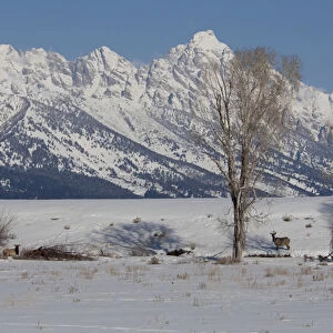 USA, Wyoming, Jackson Hole. National Elk Refuge