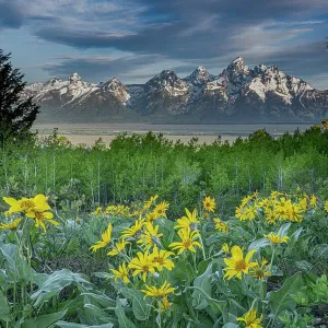 Estados Unidos, Wyoming. Paisaje de flores silvestres de Balsamorrea a dos hojas, árboles de Álamo y nubes de Cirro sobre Montañas Teton en la distancia. Estados Unidos, Wyoming. Paisaje de flores silvestres de Balsamorrea a dos hojas, árboles de Álamo y nubes de Cirro sobre Montañas Teton en la distancia.
