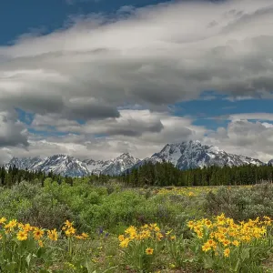 USA, Wyoming. Landscape of Arrowleaf Balsamroot wildflowers and Teton Mountains, Grand Teton National Park