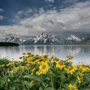 EE.UU., Wyoming. Paisaje de flores silvestres de Balsamorrea ala de flecha y Montañas Teton en el lago Jackson, Parque Nacional Grand Teton. EE.UU., Wyoming. Paisaje de flores silvestres de Balsamorrea ala de flecha y Montañas Teton en el lago Jackson, Parque Nacional Grand Teton.