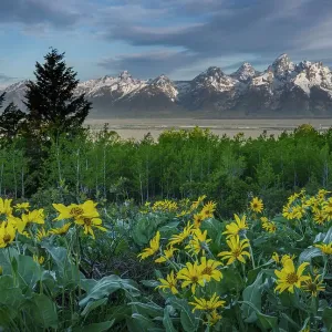 USA, Wyoming. Landscape of Grand Teton, Arrowleaf Balsamroot wildflowers and aspen trees, Grand Teton National Park
