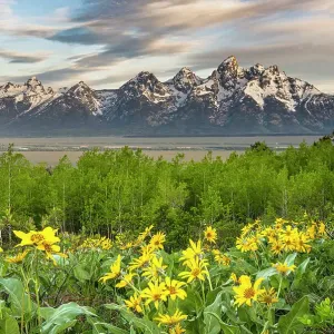 Estados Unidos, Wyoming. Paisaje de Grand Teton, flores silvestres de Balsamorrea con hojas en forma de flecha y árboles de sauce, Parque Nacional Grand Teton. Estados Unidos, Wyoming. Paisaje de Grand Teton, flores silvestres de Balsamorrea con hojas en forma de flecha y árboles de sauce, Parque Nacional Grand Teton.