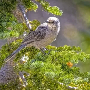 USA, Wyoming, Laramie. Canada jay in tree USA, Wyoming, Laramie. Canada jay in tree