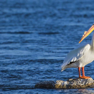 USA, Wyoming, Lincoln County, an American White Pelican roosts on a rock in the Green