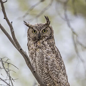 USA, Wyoming, Lincoln County, a Great Horned Owl perches on a limb of a cottonwod tree