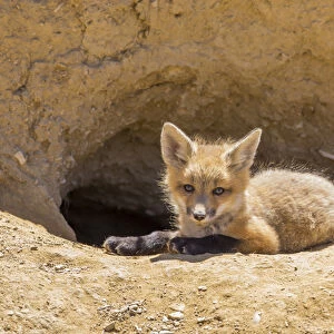 USA, Wyoming, Lincoln County, a red fox kit lays in front of its den in the desert