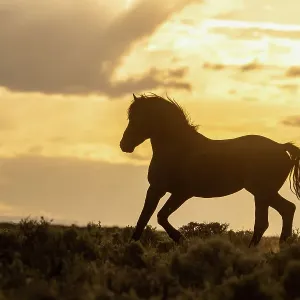 USA, Wyoming, McCullough Peaks Herd Management Area. Wild horse silhouetted at sunset