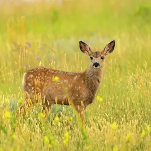 USA, Wyoming, Medicine Bow National Forest. Mule deer fawn in thistle flowers. ©Cathy & Gordon Illg / Jaynes Gallery / DanitaDelimont.com USA, Wyoming, Medicine Bow National Forest. Mule deer fawn in thistle flowers. ©Cathy & Gordon Illg / Jaynes Gallery / DanitaDelimont.com