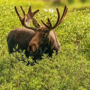 USA, Wyoming, Medicine Bow National Forest. Close-up of bull moose feeding in vegetation. ©Cathy & Gordon Illg / Jaynes Gallery / DanitaDelimont.com USA, Wyoming, Medicine Bow National Forest. Close-up of bull moose feeding in vegetation. ©Cathy & Gordon Illg / Jaynes Gallery / DanitaDelimont.com