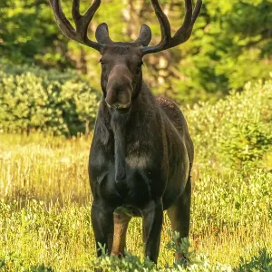 USA, Wyoming, Medicine Bow National Forest. Close-up of bull moose in field. ©Cathy & Gordon Illg / Jaynes Gallery / DanitaDelimont.com USA, Wyoming, Medicine Bow National Forest. Close-up of bull moose in field. ©Cathy & Gordon Illg / Jaynes Gallery / DanitaDelimont.com
