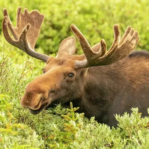 USA, Wyoming, Medicine Bow National Forest. Close-up of bull moose feeding in vegetation. ©Cathy & Gordon Illg / Jaynes Gallery / DanitaDelimont.com USA, Wyoming, Medicine Bow National Forest. Close-up of bull moose feeding in vegetation. ©Cathy & Gordon Illg / Jaynes Gallery / DanitaDelimont.com