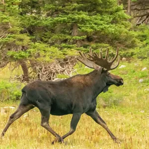 USA, Wyoming, Medicine Bow National Forest. Close-up of bull moose running in field. ©Cathy & Gordon Illg / Jaynes Gallery / DanitaDelimont.com USA, Wyoming, Medicine Bow National Forest. Close-up of bull moose running in field. ©Cathy & Gordon Illg / Jaynes Gallery / DanitaDelimont.com