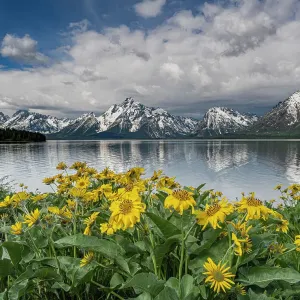 USA, Wyoming. Mount Moran, Jackson Lake and Arrowleaf Balsamroot wildflowers, Grand Teton National Park