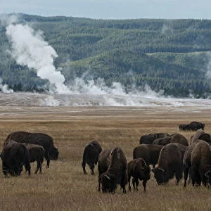 USA, Wyoming. Panoramic image of bison herd with steaming geysers