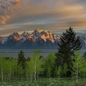 Estados Unidos, Wyoming. Panorama de las Montañas Teton con árboles de aspen y coníferas. Estados Unidos, Wyoming. Panorama de las Montañas Teton con árboles de aspen y coníferas.