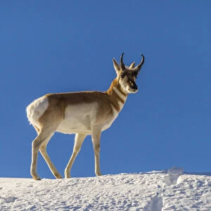 USA, Wyoming, Paradise Valley. Pronghorn antelope standing on hill