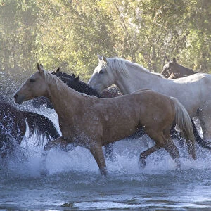 USA, Wyoming, Shell, The Hideout Ranch, Herd of Horses Cross the River (MR / PR)