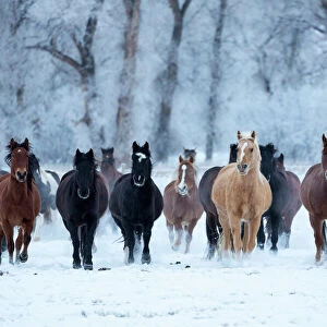USA, Wyoming, Shell, Horses in the Cold, PR