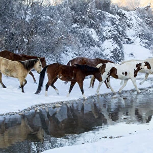 USA, Wyoming, Shell, Horses Crossing the Creek, PR
