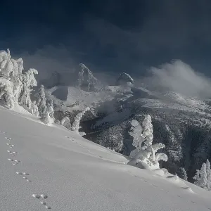 USA, Wyoming. Snowshoe hare tracks in snow and Teton Range in distance USA, Wyoming. Snowshoe hare tracks in snow and Teton Range in distance