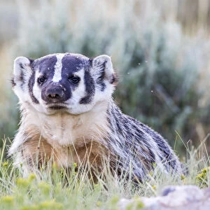 USA, Wyoming, Sublette County. Badger standing in the sagebrush with mosquitoes attacking