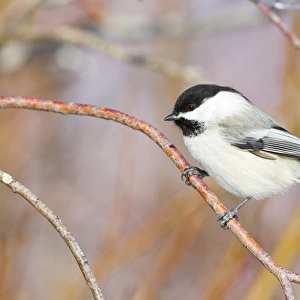USA, Wyoming, Sublette County, Black-capped Chickadee perched on will stem