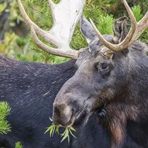 USA, Wyoming, Sublette County. Bull moose eats from a willow bush