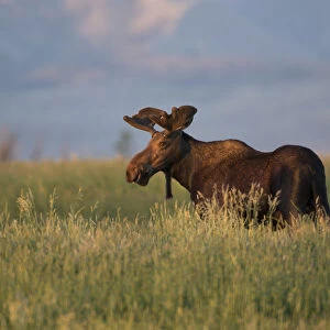 USA, Wyoming, Sublette County. Bull moose stands in tall grasses at evening light